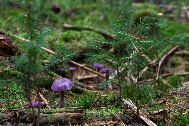 dramatic Irish woodland with dark canopy and soft spotlight on forest floor