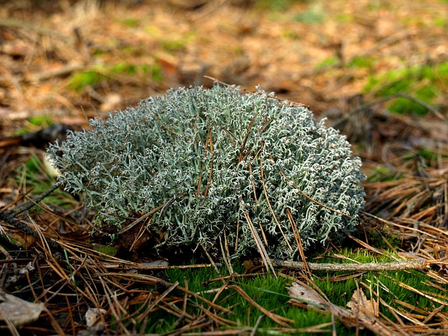 macro of forest soil with moss and leaf litter in deep green tones