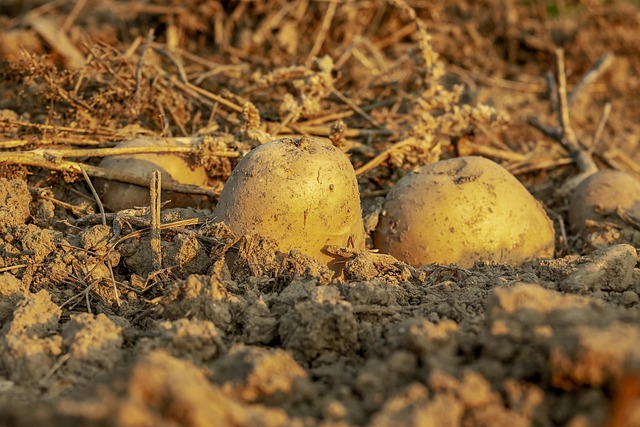 hands gently brushing soil during truffle harvest with gold light highlights